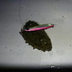 コスモ公園釣行 （続、厳重警戒体制なコスモでヘチ釣り、キビレチヌとガシラとナマコ？！釣果（笑））