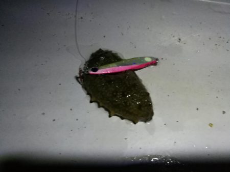 コスモ公園釣行 （続、厳重警戒体制なコスモでヘチ釣り、キビレチヌとガシラとナマコ？！釣果（笑））