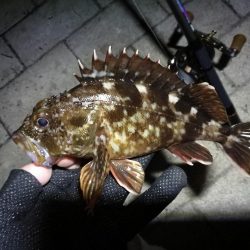 コスモ公園釣行 （続々、厳重警戒体制なコスモでヘチ釣り、黒メバル21cmとガシラ釣果有り）