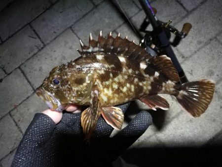 コスモ公園釣行 （続々、厳重警戒体制なコスモでヘチ釣り、黒メバル21cmとガシラ釣果有り）