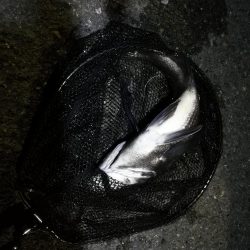 【祝】初真チヌ！しかもデッカイ！！