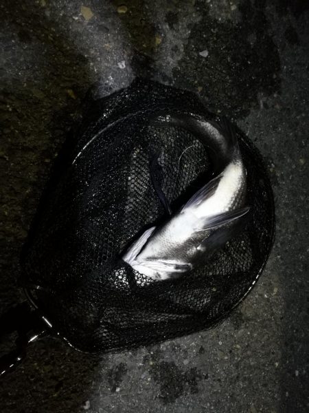 【祝】初真チヌ！しかもデッカイ！！