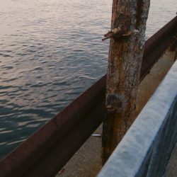 今日も泉大津で釣行