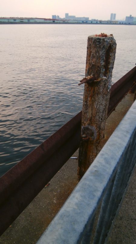 今日も泉大津で釣行