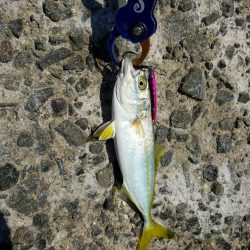 ツバスしか釣れない