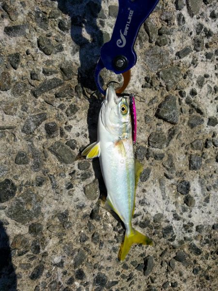 ツバスしか釣れない