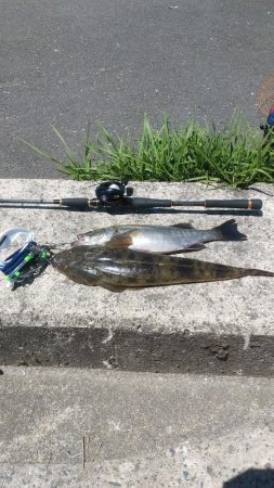 大型マゴチ&シーバス