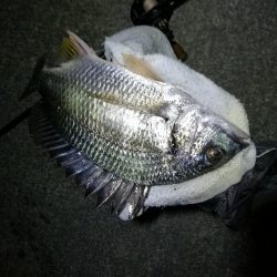 南港カモメ大橋ヘチ釣行 (26日南港ヘチ~ キビレチヌ34cm、ハゼ 釣果有り)