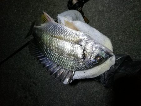 南港カモメ大橋ヘチ釣行 (26日南港ヘチ~ キビレチヌ34cm、ハゼ 釣果有り)