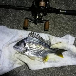 南港カモメ大橋ヘチ釣行 (27日台風前にヘチ釣り~ 真チヌ44.5cm、キビレ、ガシラ 釣果有り)