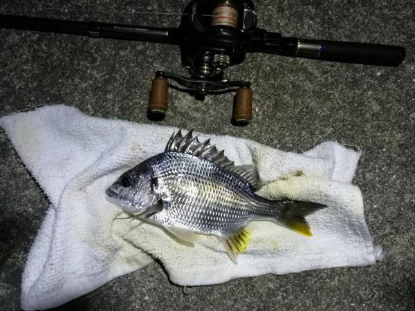 南港カモメ大橋ヘチ釣行 (27日台風前にヘチ釣り~ 真チヌ44.5cm、キビレ、ガシラ 釣果有り)
