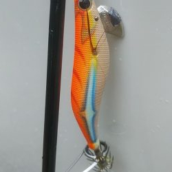 アオリイカ　3杯！