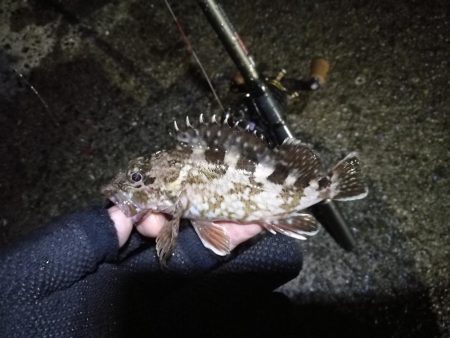 南港カモメ大橋ヘチ釣行 （28日悪天候ヘチ釣り～ キビレ32cm、30cm、ガシラ 釣果有り）
