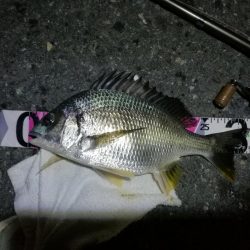 南港カモメ大橋ヘチ釣行 (29日 曇り時々雨の南港ヘチ釣り~ 真チヌ48.5cm、キビレチヌ 釣果有り)