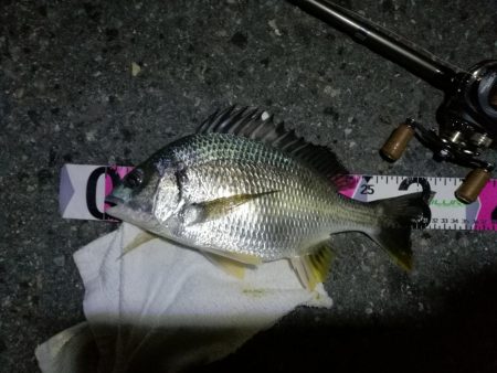 南港カモメ大橋ヘチ釣行 (29日 曇り時々雨の南港ヘチ釣り~ 真チヌ48.5cm、キビレチヌ 釣果有り)