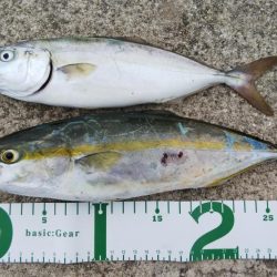 ツバス祭り到来！