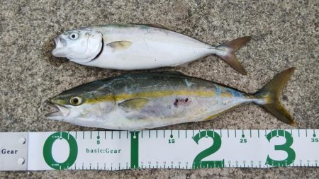 ツバス祭り到来！