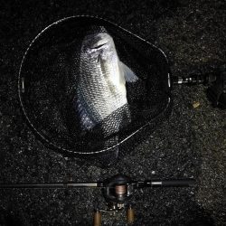 ヘチ釣行 南港カモメ大橋 (30日 雨の南港ヘチ釣り~ 真チヌ41.5cm、キビレチヌ43cm 釣果有り)