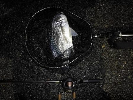 ヘチ釣行 南港カモメ大橋 (30日 雨の南港ヘチ釣り~ 真チヌ41.5cm、キビレチヌ43cm 釣果有り)