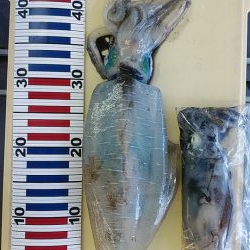 親イカ　キロアップ！