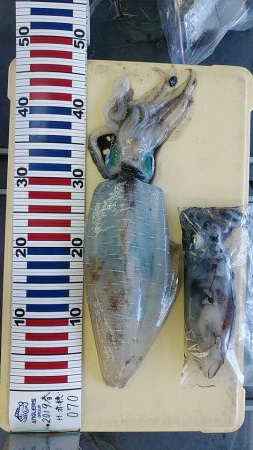 親イカ　キロアップ！