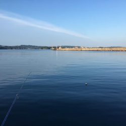 豆アジコアジ87匹、カンパチの子供2匹、ガシラ2匹、コサバ3匹、イワシ7匹