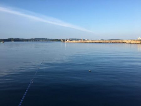 豆アジコアジ87匹、カンパチの子供2匹、ガシラ2匹、コサバ3匹、イワシ7匹