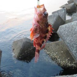 梅雨メバル狙い。そろそろ終わりか？