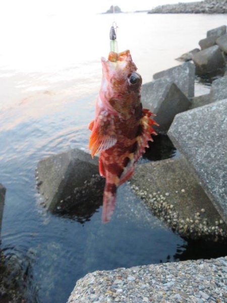 梅雨メバル狙い。そろそろ終わりか？