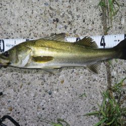 梅雨メバルのプラッギング＆シーバス！！