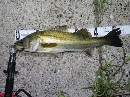 梅雨メバルのプラッギング＆シーバス！！