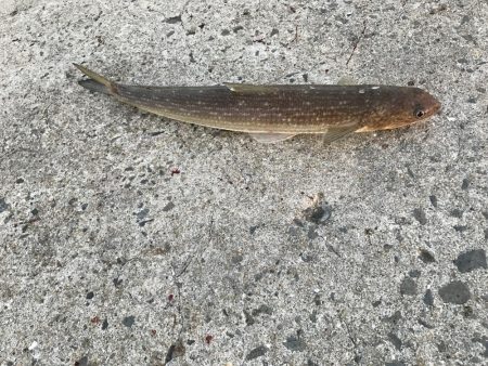 中紀まで行くも