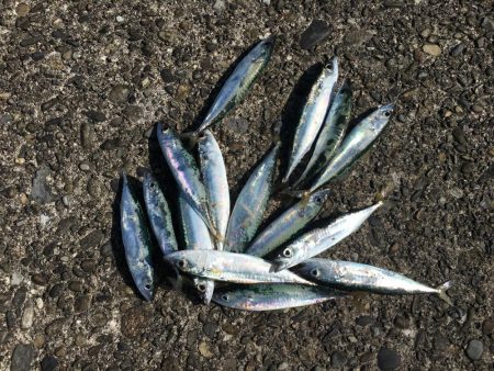 コサバ良型15匹