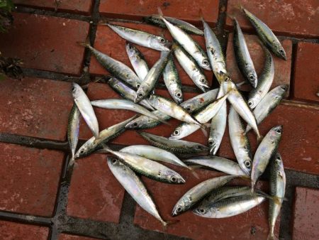 コアジ、豆アジ89匹　コサバ35匹