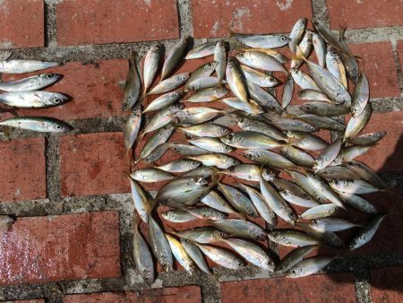 豆アジ、コアジ68匹、　コサバ8匹