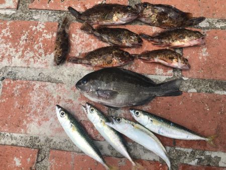 コアジ43匹、ガシラ7匹、コッパグレ1匹、コサバ4匹、外道大型フグ