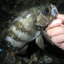 メバルシーズン終盤戦突入？！