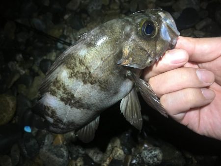 メバルシーズン終盤戦突入？！