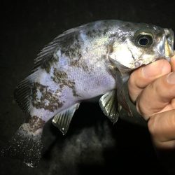 夜中に潜るんかいっ!?笑