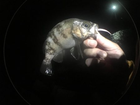 いよいよ最終ラウンド突入ですね。