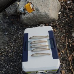 盛期のキス釣り