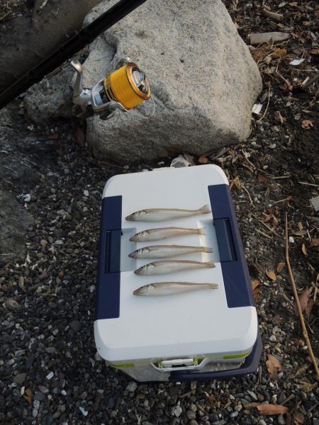 盛期のキス釣り