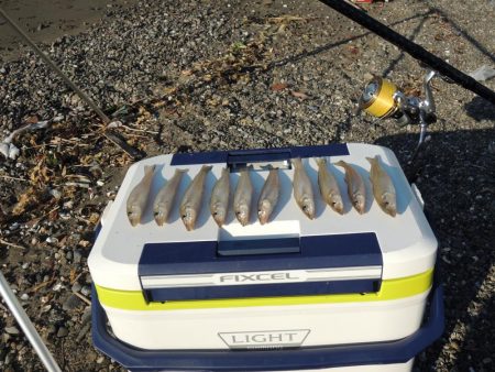 数は釣れたが、良型キスは釣れず