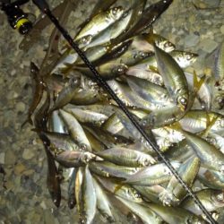 今年はアジ多い。