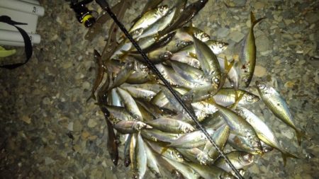 今年はアジ多い。