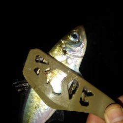 癒しの爆釣～アジング