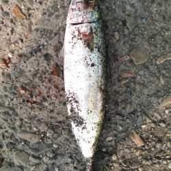 ショアジギング