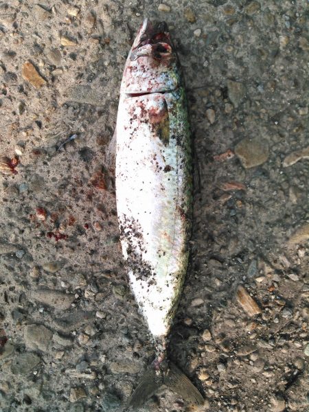 ショアジギング