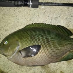 メバルいい感じ!