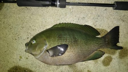 メバルいい感じ!